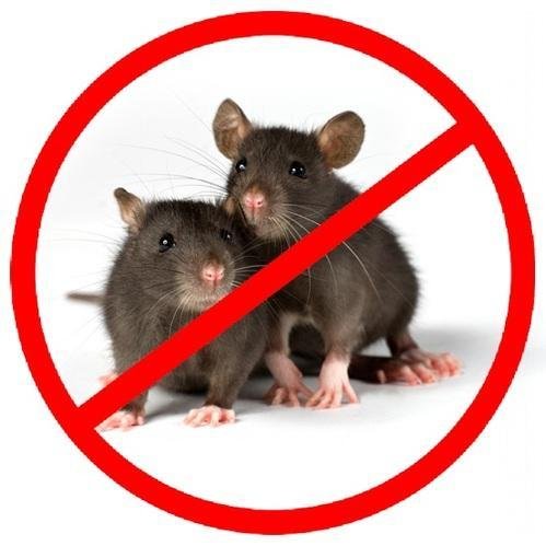 rat control Melbourne