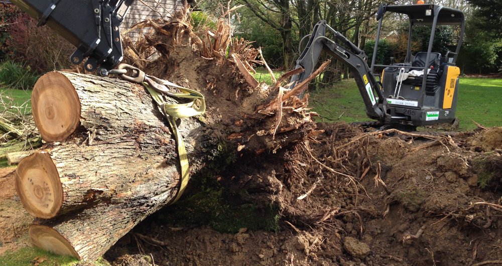Stump Removal In Adelaide